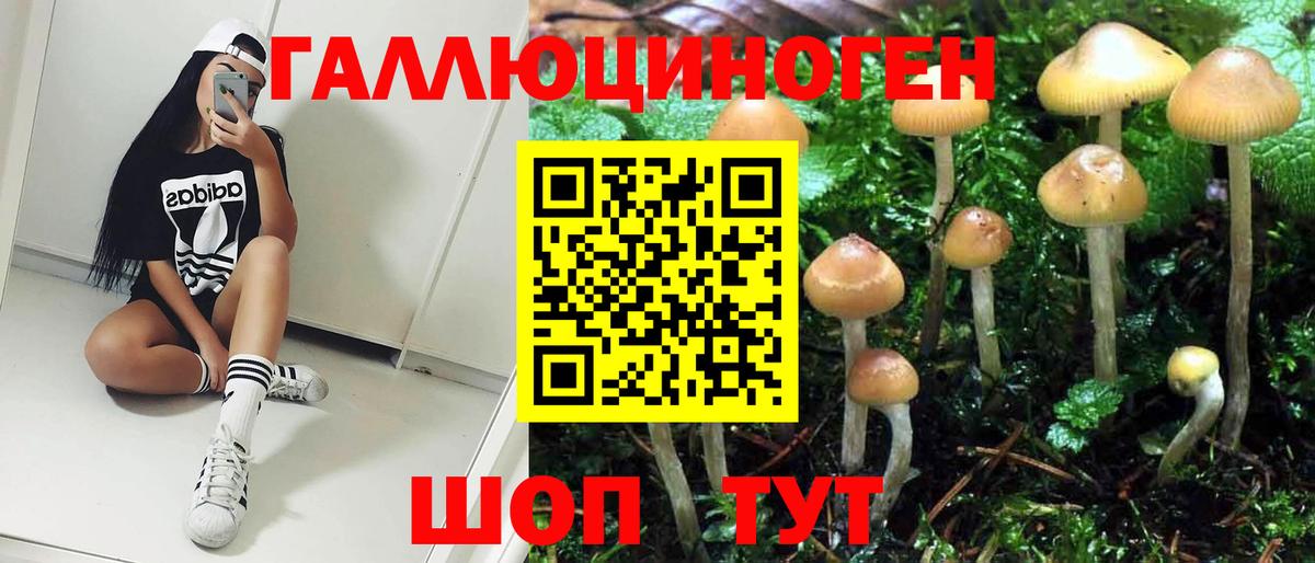 Урус-Мартан  Галлюциногенные грибы Psilocybe  Вход с VPN 